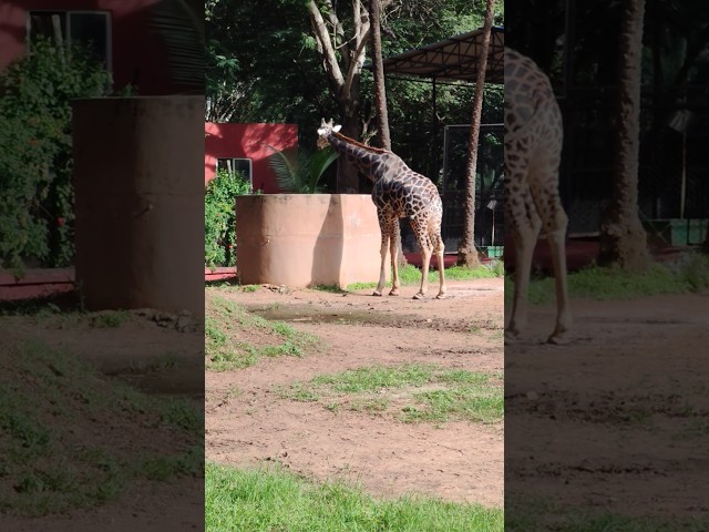 Watch This Giraffe's Amazing Drinking Technique! 🦒💧 #Shorts