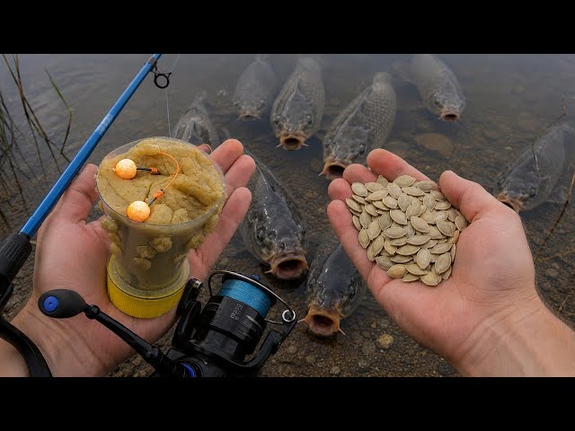 70-year-old fishermen keep quiet about this! Chinese pumpkin seed bait!