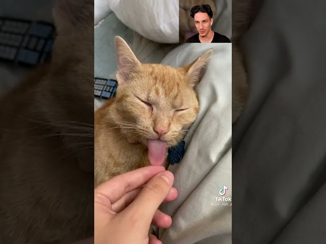 CUTE CAT SLEEPING WITH TOUNGE OUT #shorts