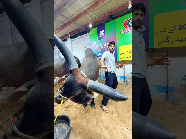 WORLD BIGGEST CHAAND BULL ATTACK 🤬