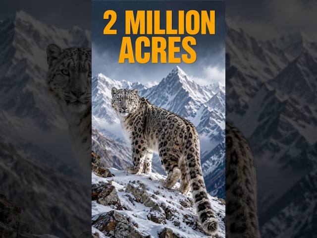 Saving Snow Leopards!