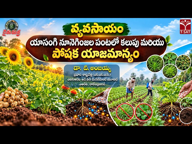 🌾 రైతుమిత్ర వ్యవసాయం | యాసంగి నూనెగింజల పంటల్లో కలుపు మరియు పోషక యాజమాన్యం | డా. టి. అంజయ్య| T-SAT