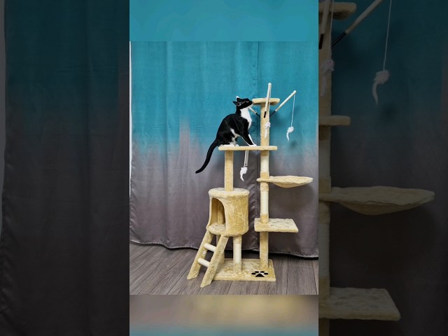 New playground for my annoying cat #catvideos #catlover #shorts