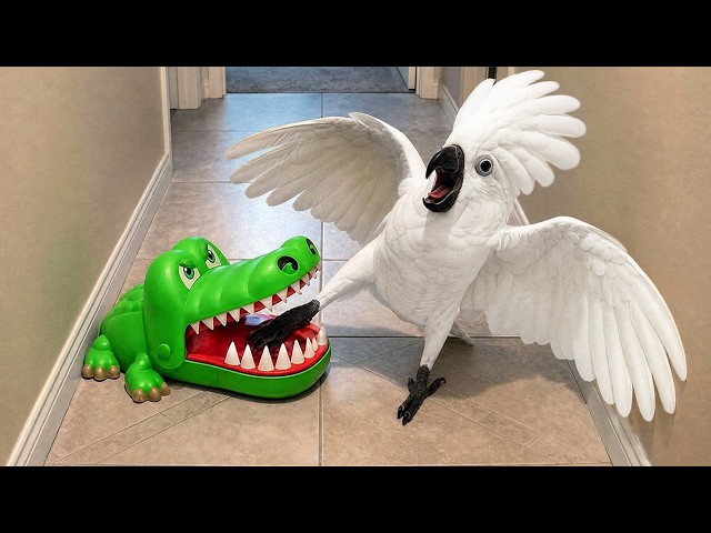 Overdramatic Parrots Who Deserve an Oscar 😂 Funny Parrot Videos 2026