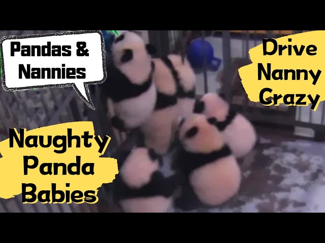 Baby Pandas Driving Nanny Crazy | iPanda