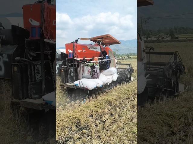 COMBINE HARVESTER KUBOTA DC93 eps 113 #kombisawah #combineharvester #kubota