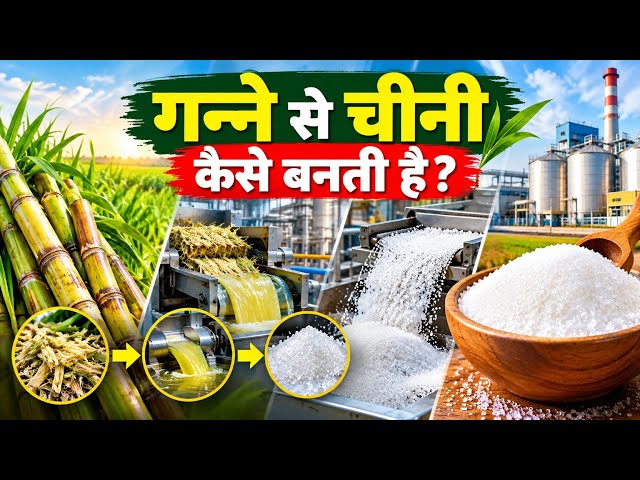 फैक्ट्री में चीनी कैसे बनती है? | पूरा PROCESSHOW IS SUGAR MADE IN A FACTORY? | PROCESS FILE |