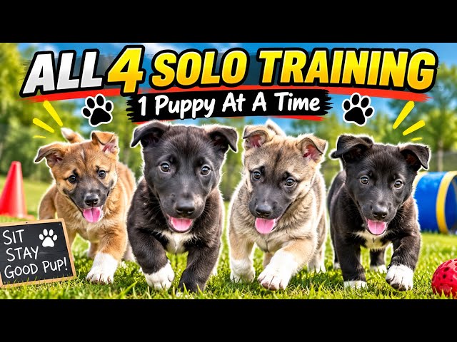 Training All 4 Puppies Individually | Solo Sessions & Progress