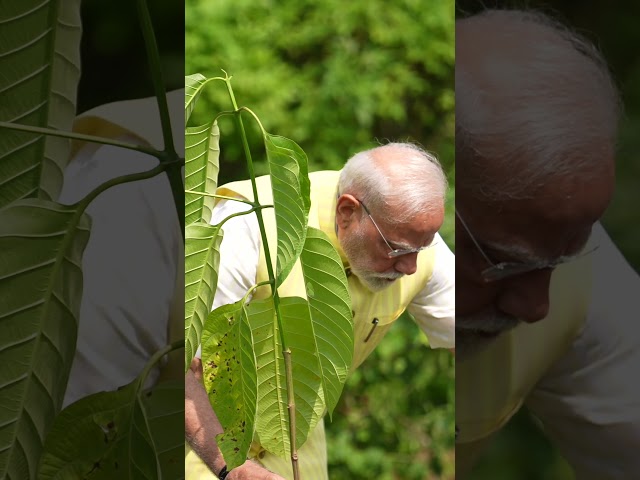 PM Narendra Modi planted a Kadamb sapling gifted by King Charles III of UK, at his residence, 7 LKM