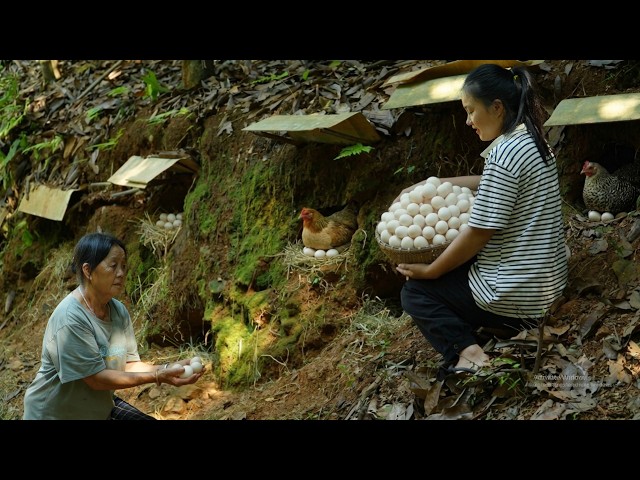 May and Her Grandmother Harvest Farm Eggs to Gift to Pao and Ha