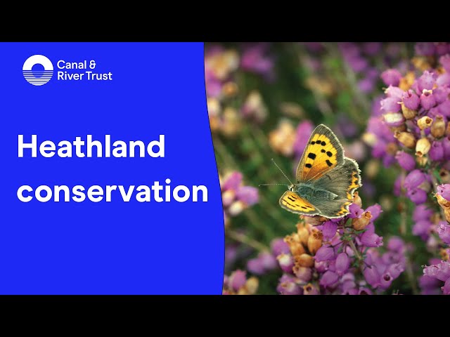 Heathland conservation