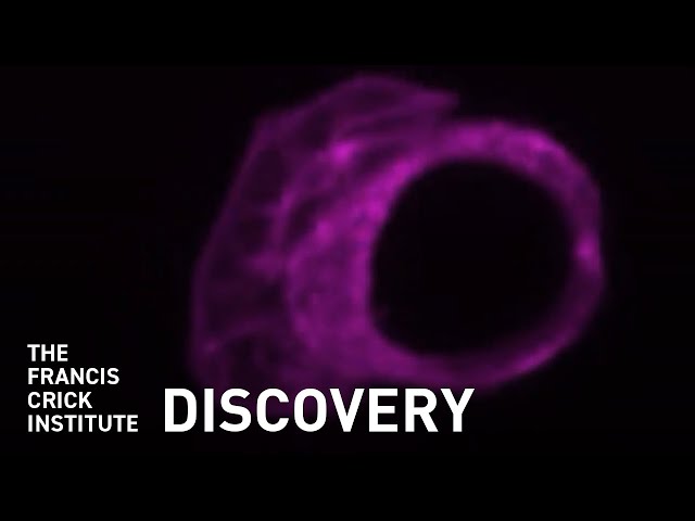 Naming a New Cell : The F-Cell