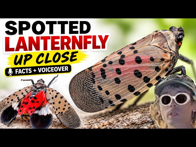 Spotted Lanternfly Up Close — Wings, Body & Facts You Probably Didn’t Know
