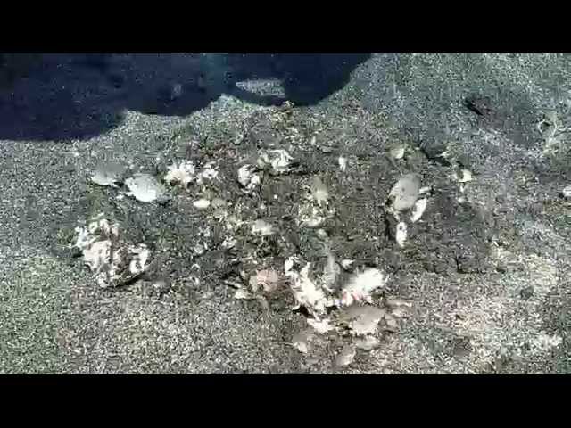 Giant Sea Fleas / Mole Crabs Released To The Ocean.