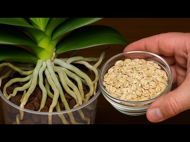 This is the best organic fertilizer for your orchids! Lush flowers all year round!