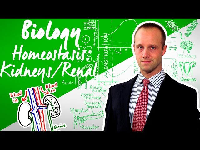 Homeostasis 1 - Kidneys - Biology - Science - Get That C + Top Grade Top Up for GCSE and IGCSE