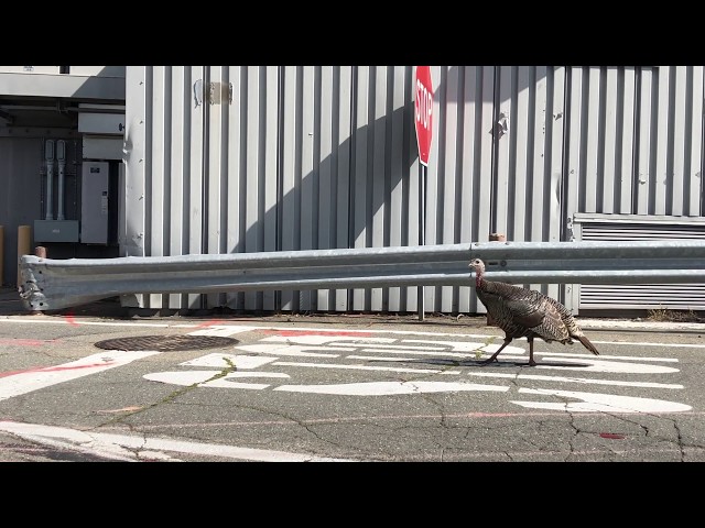 Full Stop Please! #WildlifeWednesday at Berkeley Lab