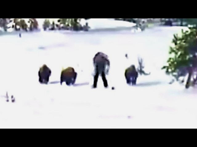 Unknown Creatures Filmed In Yellowstone National Park