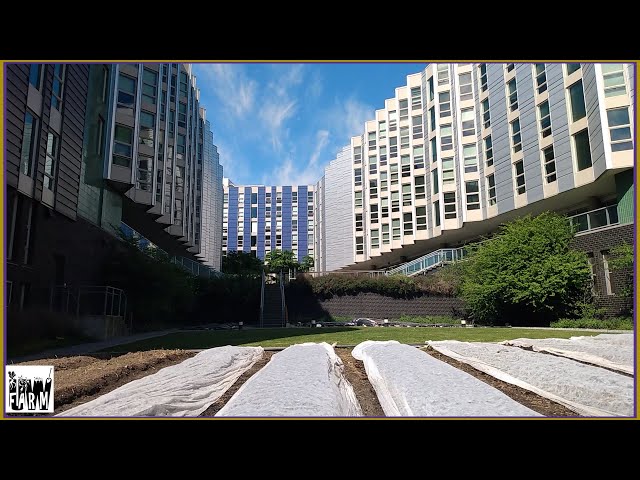 UW Farm Spring Tour at Mercer Court - A Virtual Tour and Discussion