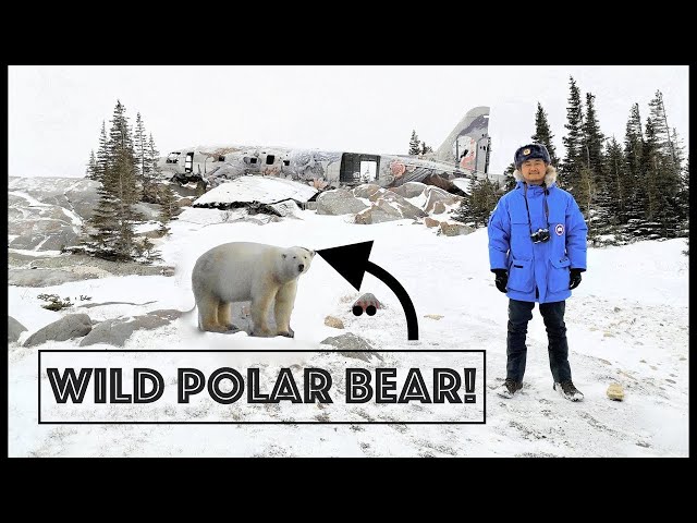 Surrounding Area of Churchill, Manitoba: Can You Encounter Wild Polar Bears There? [Episode 12]