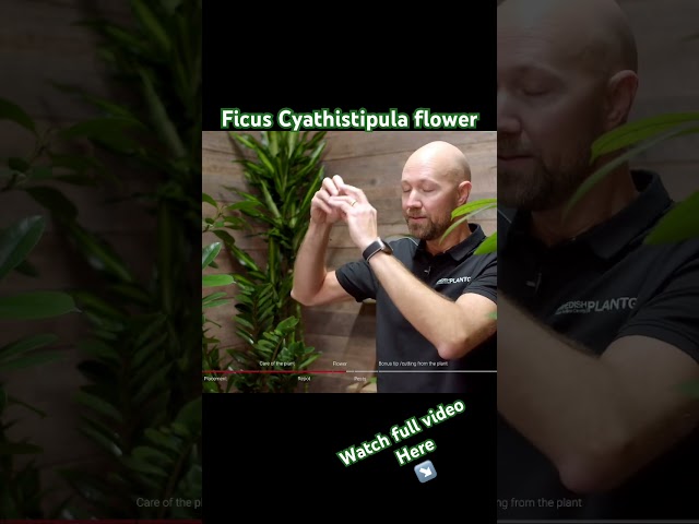 Does the African fig really flower? #flowers #ficusplant #plants #swedish #garden