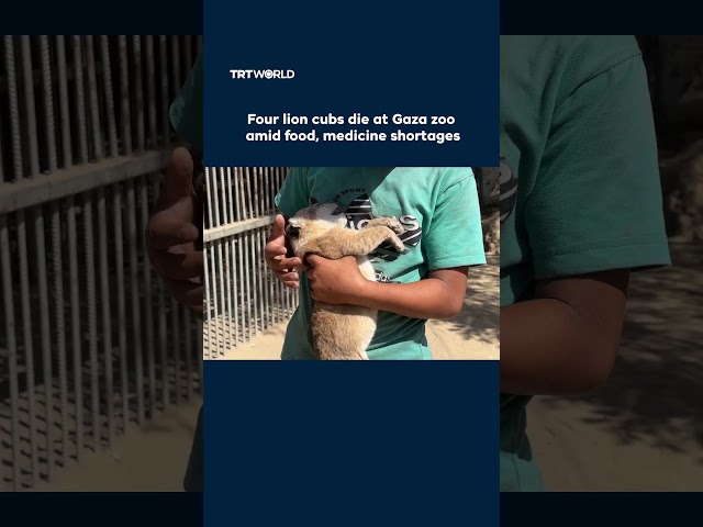 Four lion cubs die at Gaza zoo amid food, medicine shortages