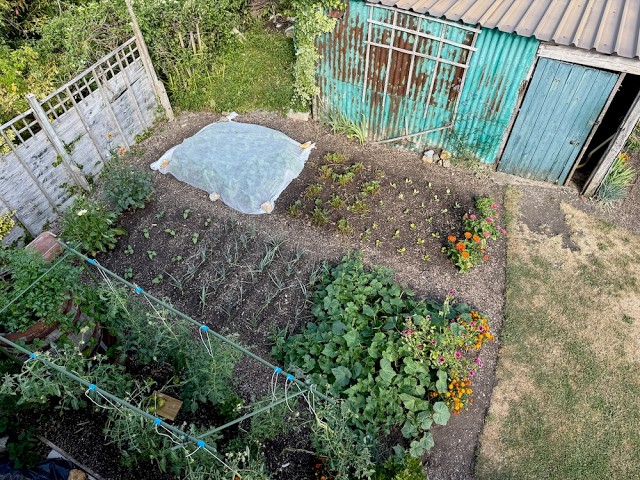 Small Garden in High Summer | Harvests, Replanting & Watering