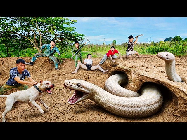 Experts Bravely Use a Pitbull to Dig Out and Capture a Ferocious Giant White Python