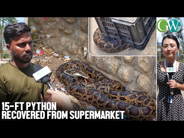 15-FT PYTHON SPOTTED AT SUPERMARKET; FOREST DEPT. TAKES CUSTODY