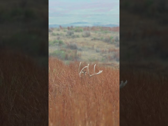 SPOT AND STALK Giant Whitetail!! WATCH FULL video on our channel.