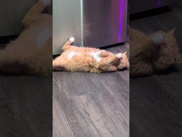 😺😸😺
