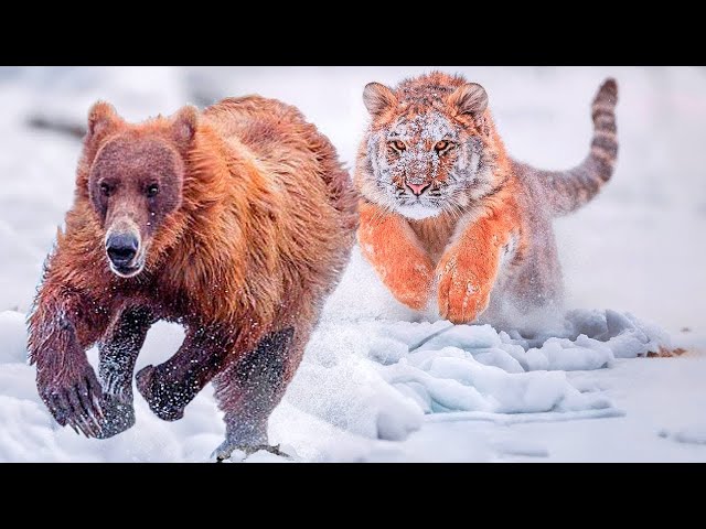 Siberian Tiger: The World's Most Majestic Predator