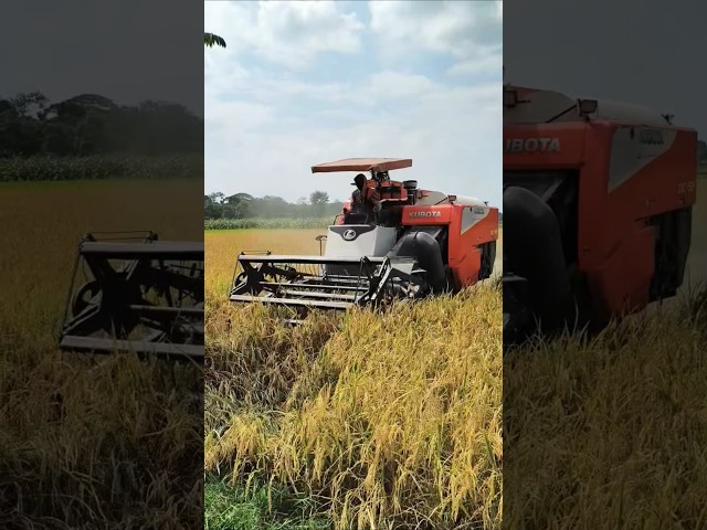 COMBINE HARVESTER KUBOTA DC93 eps 111 #kombisawah #combineharvester #kubota