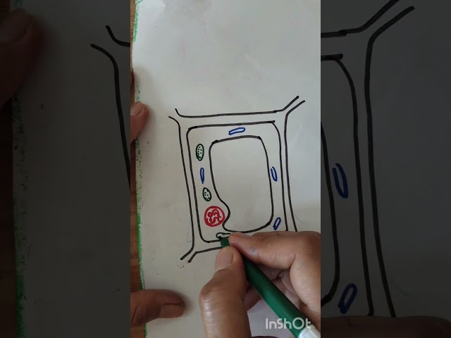 Plant Cell Made Super Easy! 🎯 1-Minute Trick #biology #education #plants #easytrick #ncert #class9