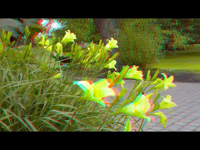 Royal Botanic Garden, Edinburgh - Anaglyph 3D Red/Cyan Slideshow