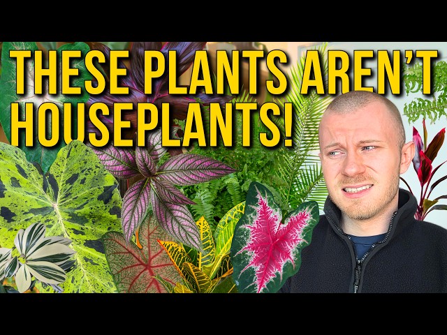These 8 Common Plants Aren't Actually “Houseplants”!