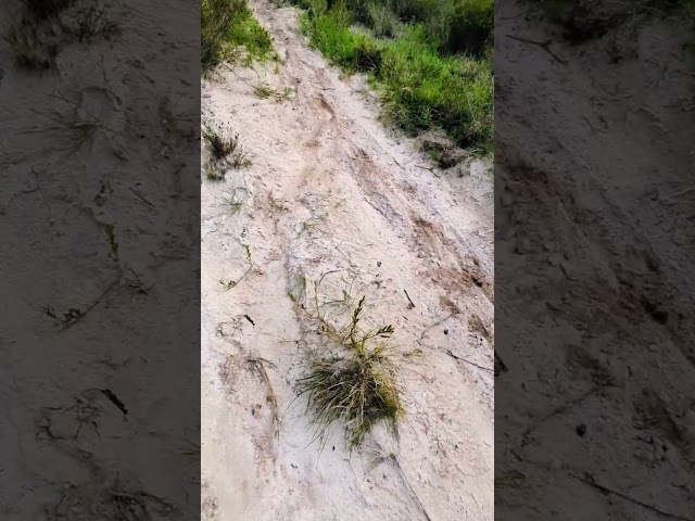 Daredevils in the Bushland Wow #dirtbike Jumps #hidden @atlantisbeachbaptistcolleg7933 #tworocks