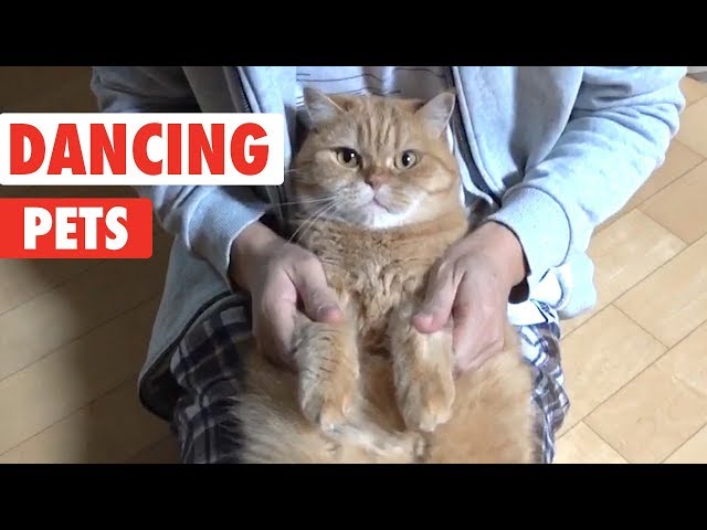 Dancing Pets | Funny Animal Video Compilation 2018