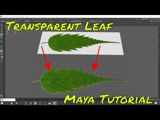 Transparent Leaf  [Maya Tutorial]  | Rees3D.com