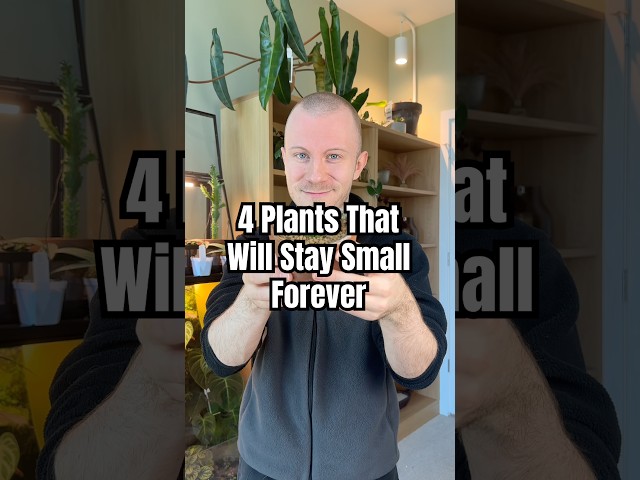 These 4 Amazing Houseplants Will Stay Small Forever! 🪴 #Plants #Houseplants #Shorts