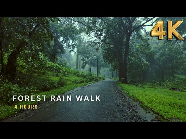 [4K ASMR] Peaceful Rain Walk in Forest Road | Relax Mind, Relieve Stress & Fall Asleep Fast