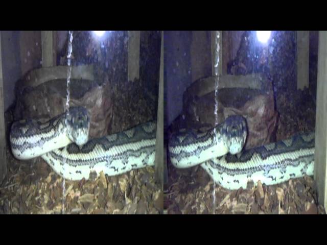 Coastal carpet python shed
