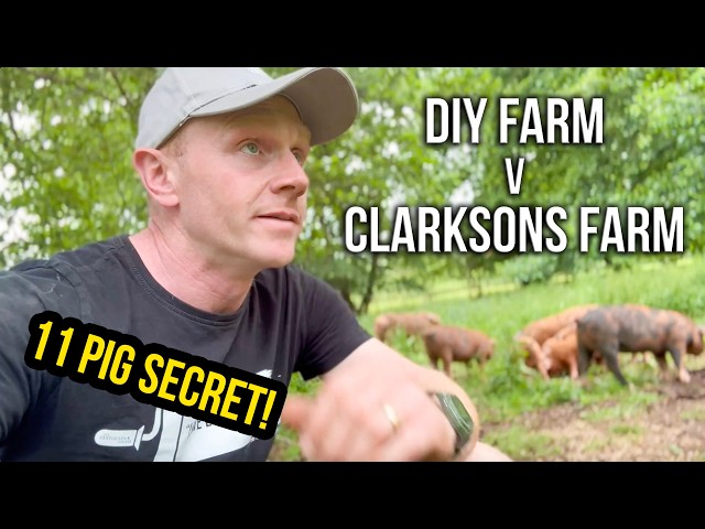 WHY KEEP 11 PIGS?... and was Clarkson wrong?!