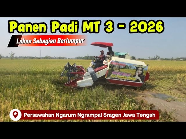 Panen Padi MT 3 - 2O26 | Lahan Sebagian Berlumpur‼️