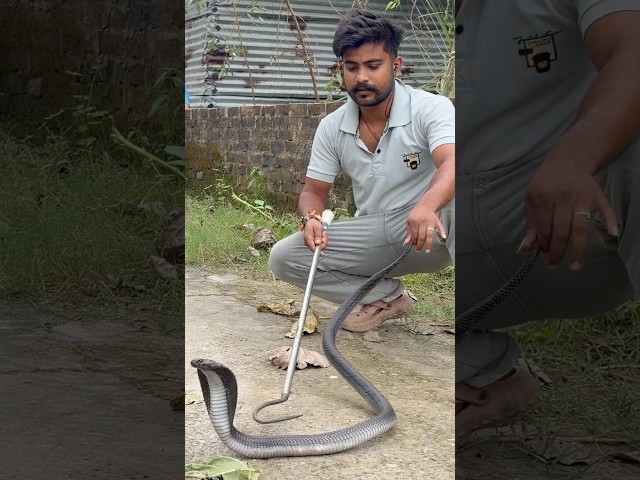 big indian specteld cobra 🐍