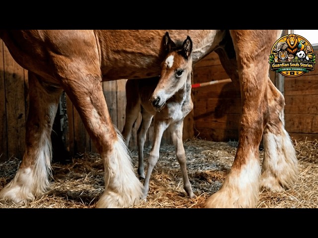 Her Mother Rejected Her — Then This Old Horse Walked Over And Stayed