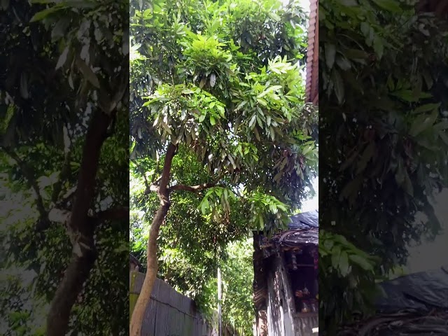 village সবুজ শ্যামল প্রকৃতির মাঝে #shorts #blog
