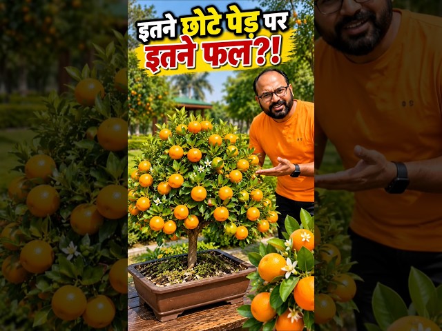 इतने छोटे पेड़ पर इतने फल?!😱🍊 #minifruittree #fruitfarming #shorts #farming #agriculture #desijugaad
