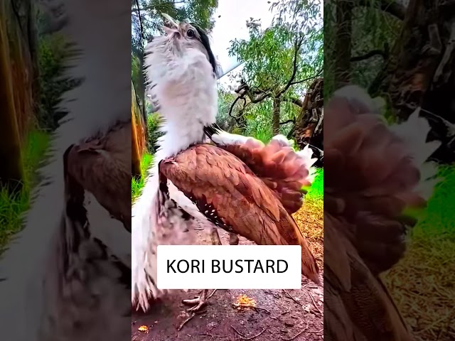 Discover The Most EXTRAORDINARY Bird Species On Earth Now
