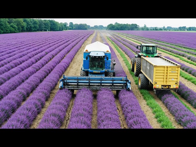 How Perfume Is Made – Inside a Luxury PERFUME Factory